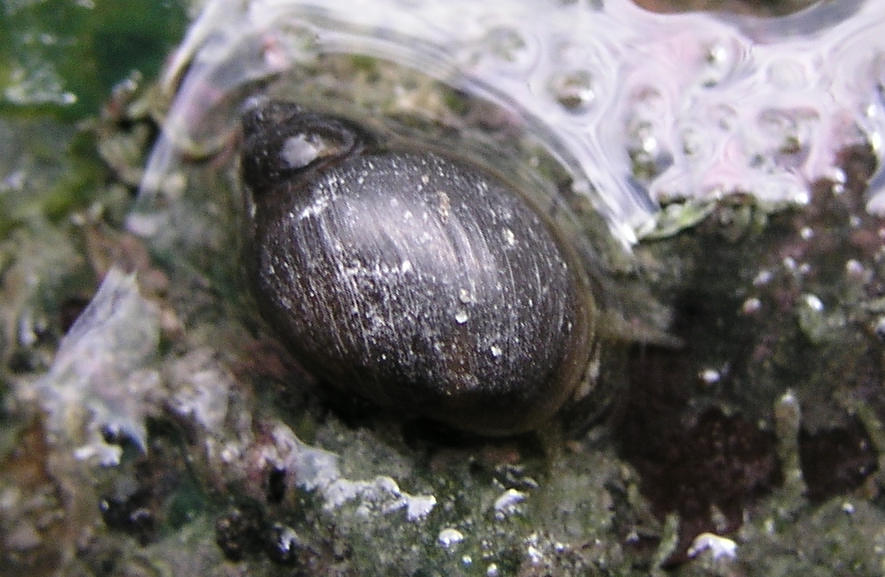Banff snail
