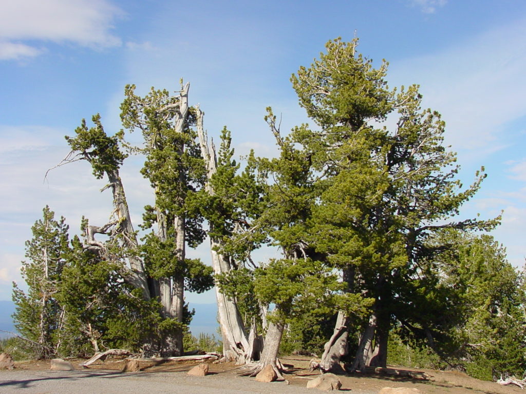 Whitebark pine group
