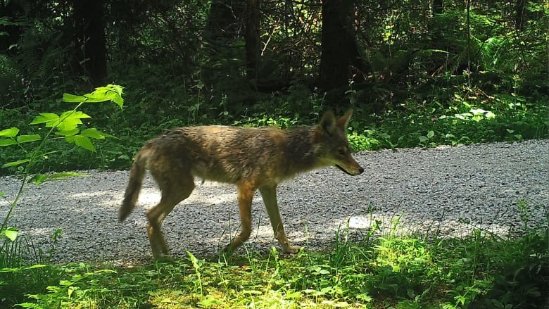 stanley park coyote ubc motion sensor camera june 2021