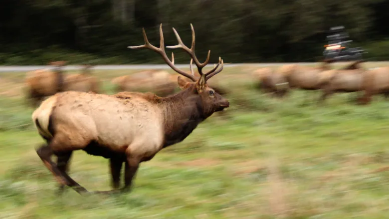 bull elk running
