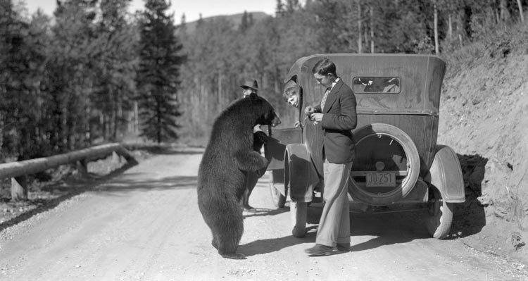 BL Bears Historic Photo