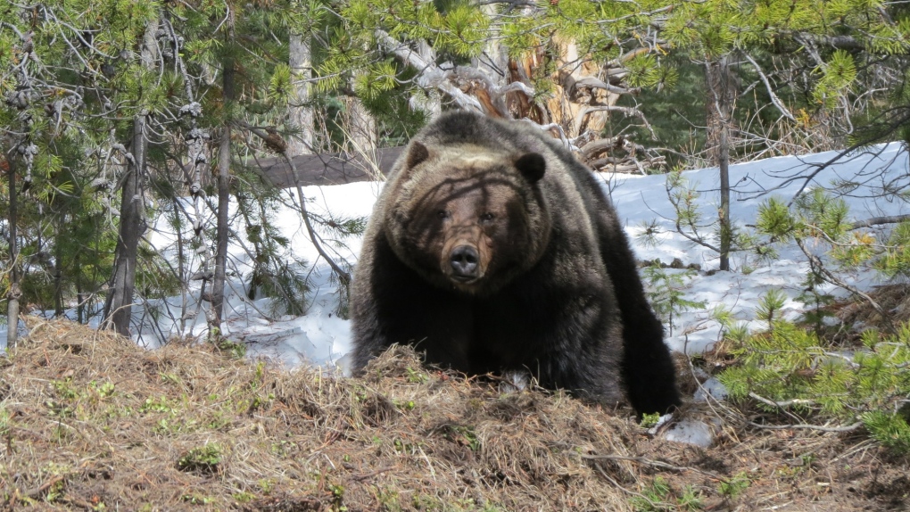 banff bear sighting reminds visitors of safety 1 6331367 1679957747731
